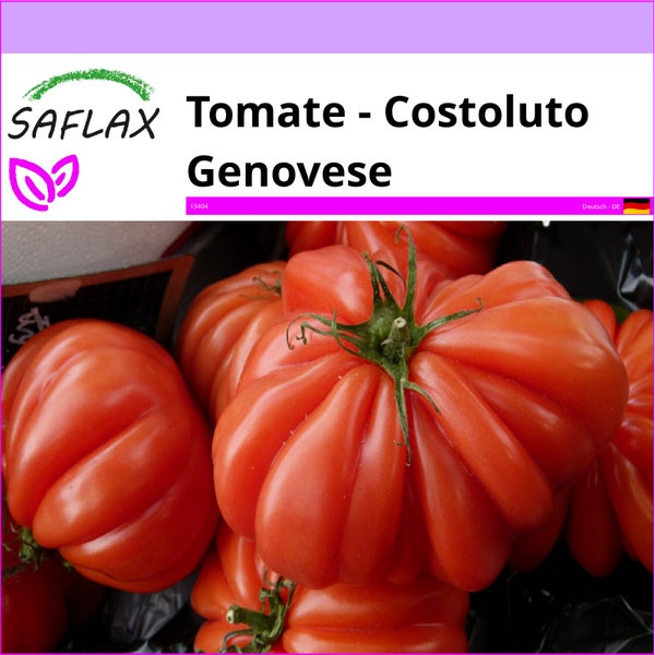 SAFLAX  - Tomate - Costoluto Genovese - Lycopersicon esculentum - 10 Samen