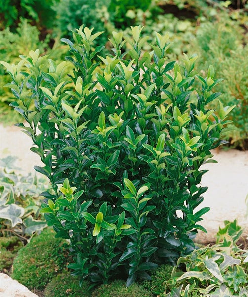 Euonymus japonicus 'Green Spire', Spindelstrauch, ca. 9x9 cm Topf