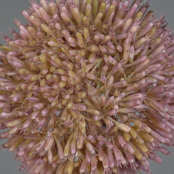 Nahaufnahme eines Allium-Blütenkopfs mit vielen kleinen Einzelblüten.
