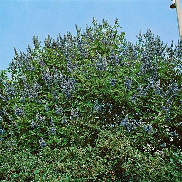 Vitex agnus-castus, Mönchspfeffer, 40–60 cm