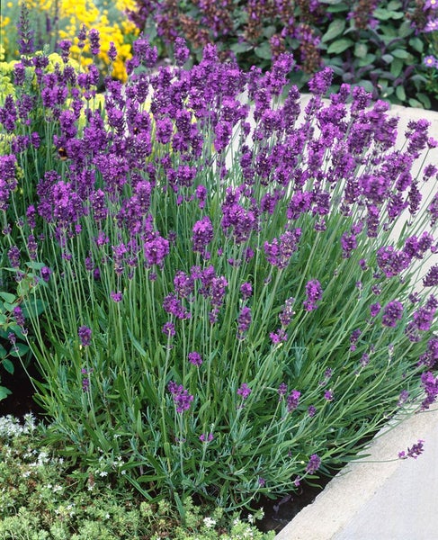 Lavandula angustifolia 'Munstead', Lavendel, violett, ca. 9x9 cm Topf