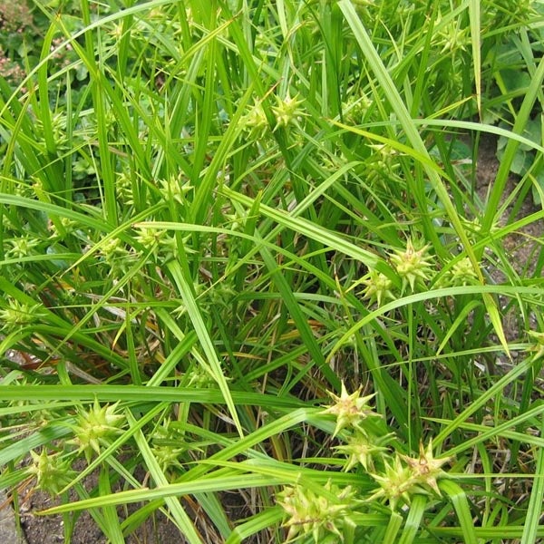 Nahaufnahme von Igelkolbenpflanzen im Garten.