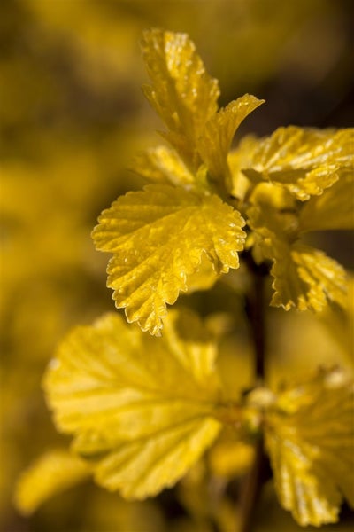 Physocarpus opulifolius 'Dart's Gold', gelblaubig, 60–100 cm