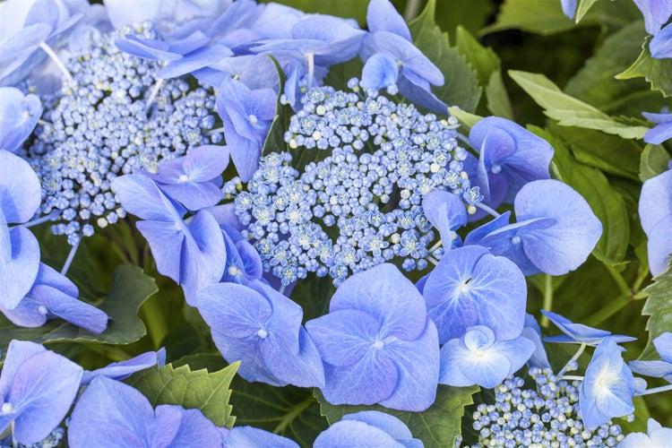 Hydrangea macrophylla 'Blaumeise', Bauernhortensie, blau, 30–40 cm
