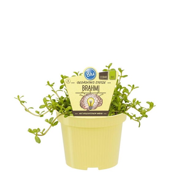 Essbare biologische Brahmi-Pflanze im Topf mit Blu Logo.