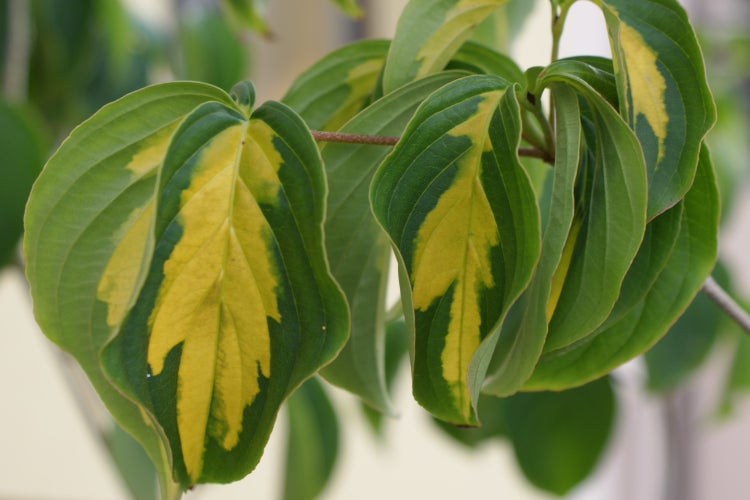 SAFLAX Garden to go - Asiatischer Blüten - Hartriegel - Cornus kousa var. chinensis - 30 Samen - Mit Topf, Klima - Deckel und Anzuchtsubstrat