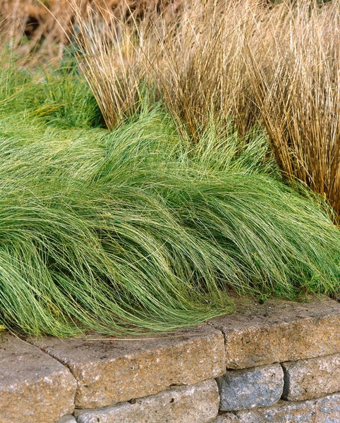 Carex comans 'Amazon Mist', Ziergras, ca. 9x9 cm Topf