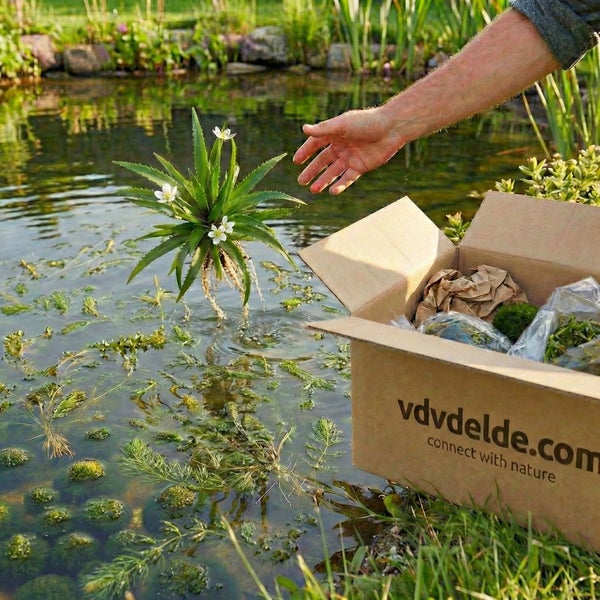 Eine Hand setzt eine Krebsschere in einen Gartenteich ein, neben einem Versandkarton mit weiteren Wasserpflanzen.
