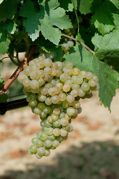 Vitis vinifera, Weinrebe, weiß, 80–100 cm