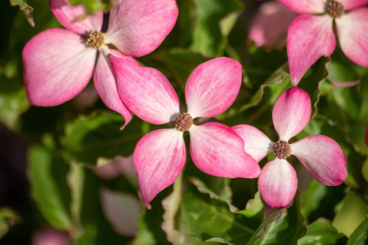 Cornus kousa 'Scarlet Fire', Japanischer Blumen-Hartriegel, rosa, 100–125 cm
