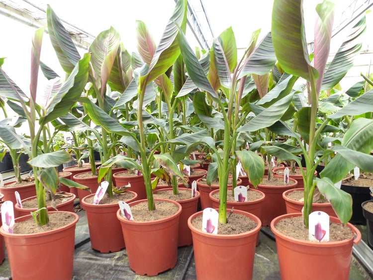 Gruppen von Bananenpflanzen mit großen Blättern in Pflanztöpfen in einem Gewächshaus.