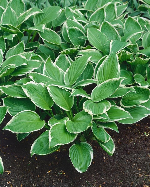 Funktionelle Hosta-Pflanze mit grün-weissen Blättern im Gartenbeet.