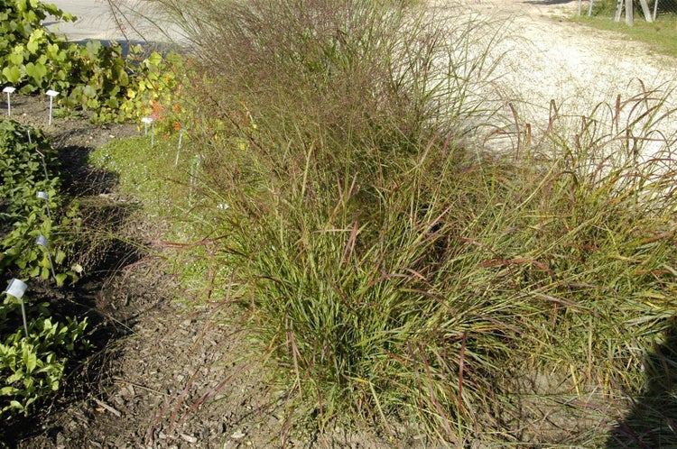Panicum virgatum 'Hänse Herms', Rutenhirse, rot, 3-5 Liter Container
