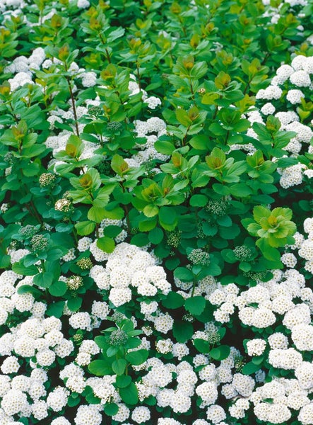 Spiraea betulifolia 'Tor', Birkenblättrige Spiere, weiß, 30–40 cm