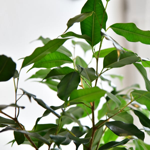 Zweig einer Zimmerpflanze mit grünen Blättern