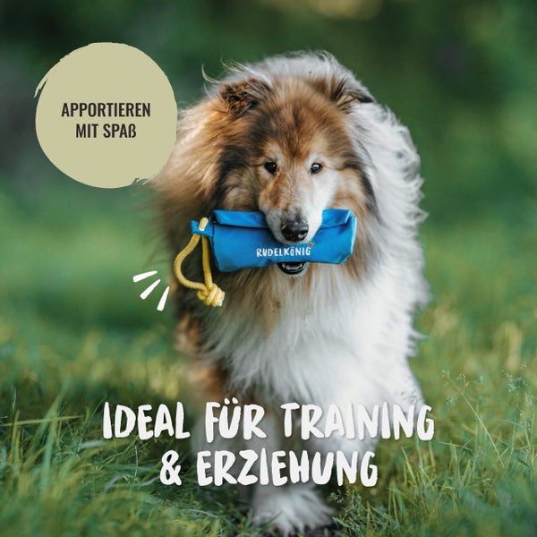 Hund mit blauem Rudelkönig Zerrspielzeug im Maul