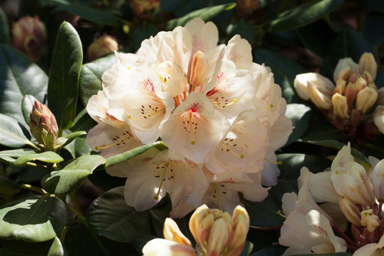 Rhododendron Hybr. 'Goldbukett', gelb, 40–50 cm