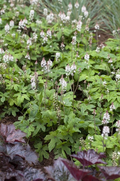 Tiarella laciniata 'Spring Symphony', Schaumblüte, ca. 11x11 cm Topf