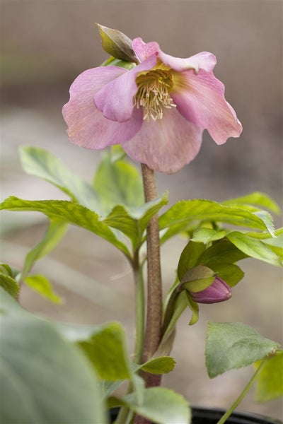 Nahaufnahme einer rosa Lenzrose mit grünen Blättern