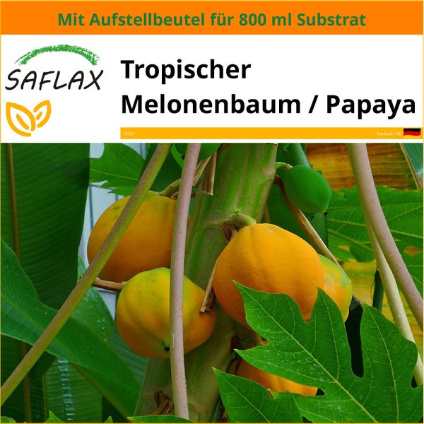 SAFLAX Garden in the bag - Tropischer Melonenbaum / Papaya - Carica papaya - 30 Samen - Mit Anzuchtsubstrat im praktischen, selbst aufstellenden Beutel