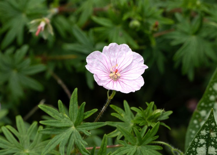 Geranium sanguineum 'Apfelblüte', Storchschnabel, rosa, ca. 9x9 cm Topf