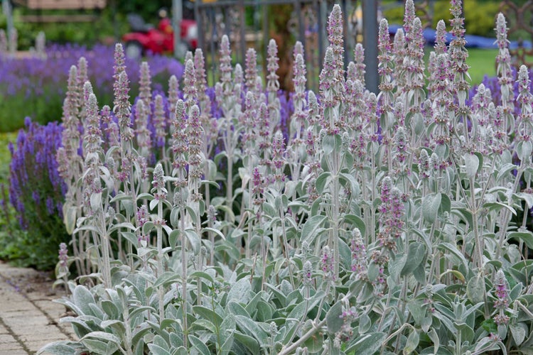 Stachys byzantina 'Silky Fleece', Wollziest, silbrig, ca. 9x9 cm Topf