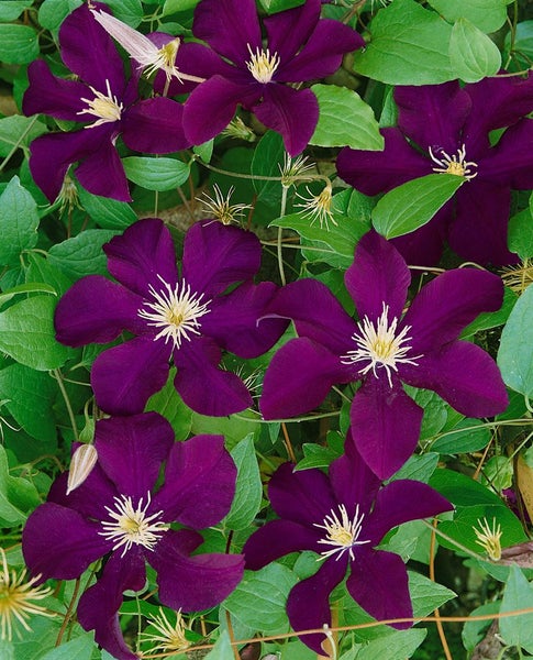 Nahaufnahme von Waldreben mit violetten Blüten und grünen Blättern