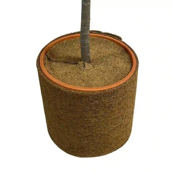 Pflanzenschutzmatte aus Kokosfaser als Winterschutz für Kübelpflanzen