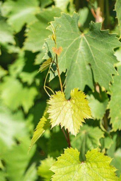 Vitis vinifera 'Bianca', Weinrebe, 80–100 cm