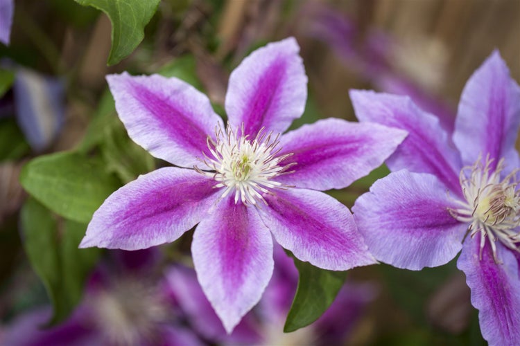 Clematis Hybride 'Dr. Ruppel', großblumig, rosa-weiß, 60–100 cm