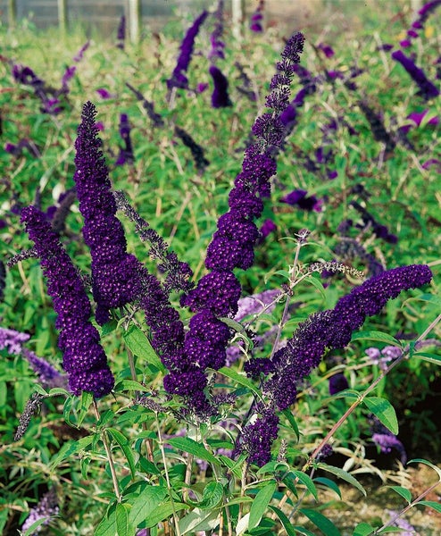 Schmetterlingsflieder mit langen, violetten Blütenständen und grünen Blättern.