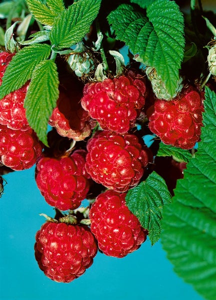 Rubus idaeus 'Malling Promise', Himbeere, 40–60 cm