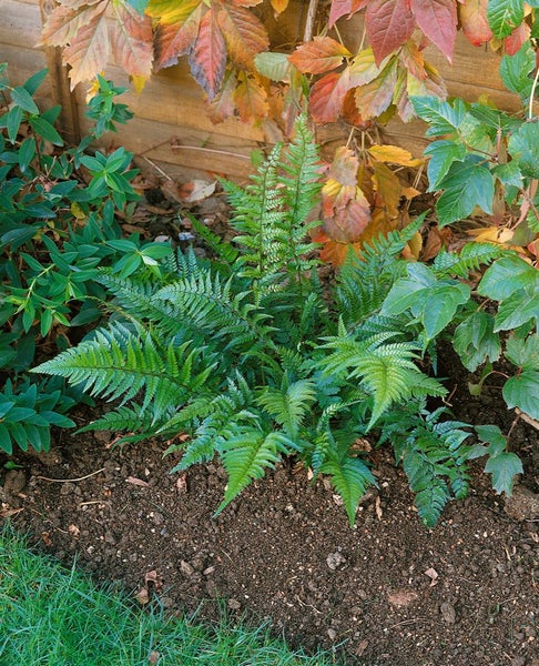 Polystichum tsus-simense, Farn, ca. 9x9 cm Topf