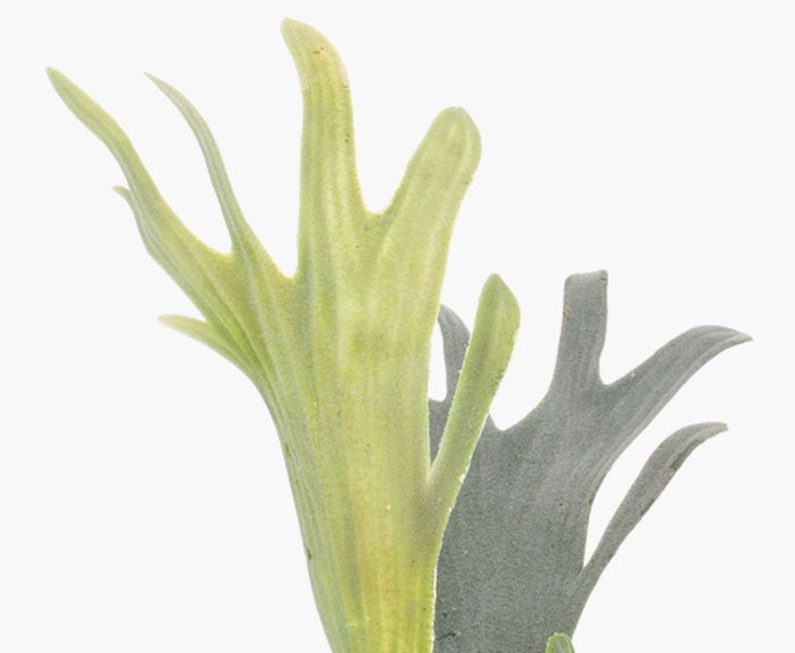 Nahaufnahme der geweihartig geformten Wedel eines Geweihfarns Platycerium.
