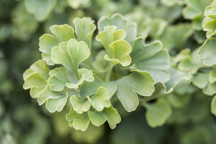 Nahaufnahme von Ginkgoblättern