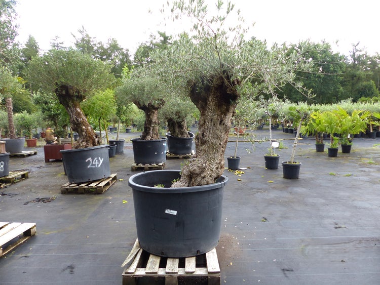 Großer Olivenbaum in schwarzem Kunststoffpflanzkübel auf einer Holzpalette im Außenbereich einer Gärtnerei.