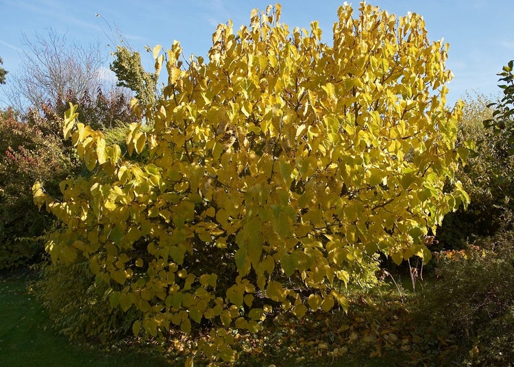 SAFLAX Garden to go - Schwarzer Maulbeerbaum - Morus nigra - 200 Samen - Mit Topf, Klima - Deckel und Anzuchtsubstrat