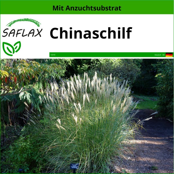 SAFLAX  - Chinaschilf - Miscanthus sinensis - 200 Samen - Mit keimfreiem Anzuchtsubstrat