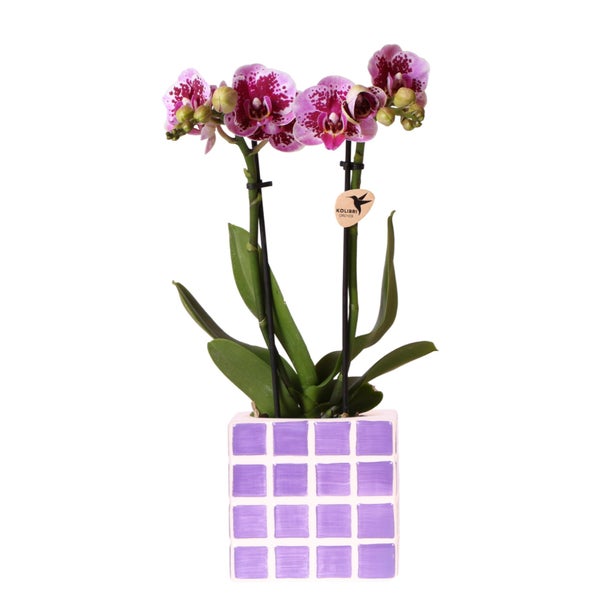 Übertopf-Trio Mosaik-Würfel - Set mit 3 bunten Töpfen - rosa-violett - für 6cm Töpfe