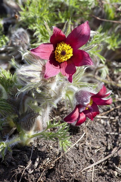 Pulsatilla vulgaris 'Pinwheel Rot', Küchenschelle, rot, ca. 9x9 cm Topf