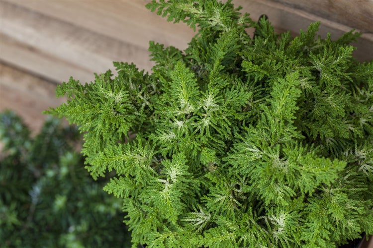Chamaecyparis obtusa 'Fernspray Gold', Hinoki-Scheinzypresse, 20–25 cm
