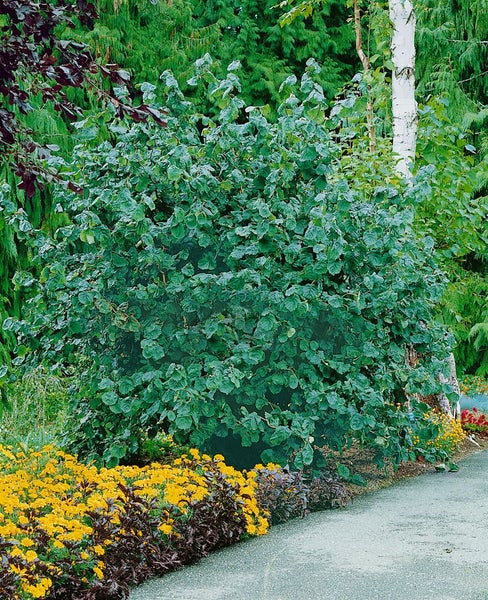 Corylus avellana 'Contorta', Korkenzieherhasel, 60–80 cm