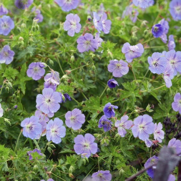 Bodendecker - Storchschnabel - Geranium 'Rozanne' - 9cm Topf - Set mit 6 Pflanzen