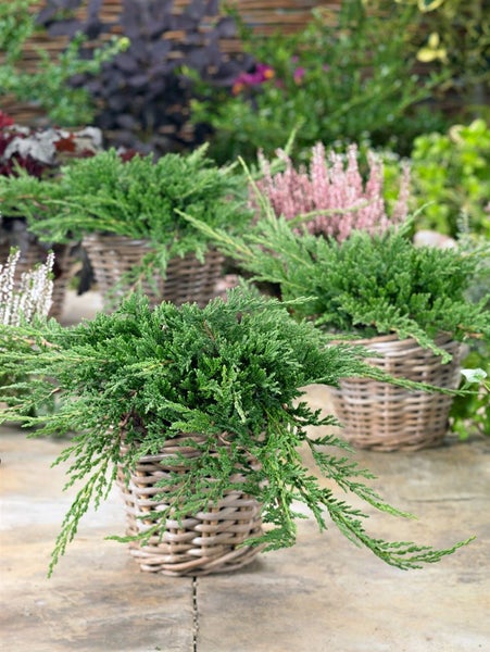 Juniperus horizontalis 'Prince of Wales', Kriech-Wacholder, 20–30 cm