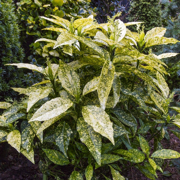 Japanische Aukube Pflanze im Garten.