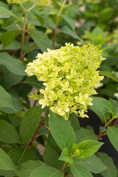 Nahaufnahme einer Hortensienblüte