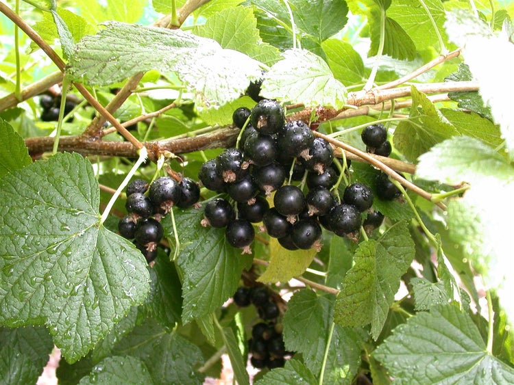 Ribes nigrum 'Titania', Schwarze Johannisbeere, 60 cm Stammhöhe