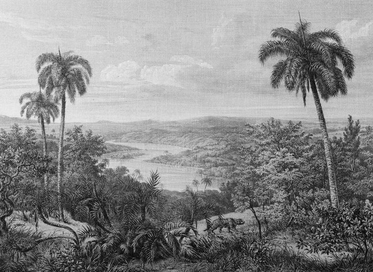 Schwarz-weiße Illustration einer tropischen Landschaft mit Palmen, einem weitläufigen Flusslauf und einem Jaguar.