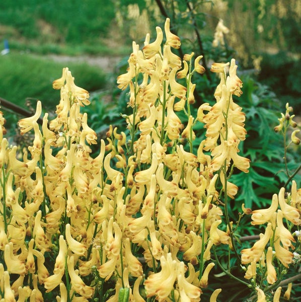 Aconitum lycoctonum ssp. vulparia, Wolfs-Eisenhut, gelb, ca. 9x9 cm Topf