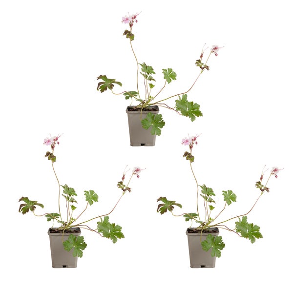 Bloomique - 3er Set - Geranium Cantabrigiense Biokovo - Storchschnabel - Weiß-Rosa Blüten - Winterhart - Höhe 10-20cm - Topf 9x9cm